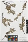 Foto von Salix glauca L.